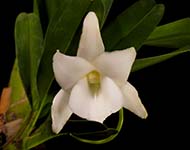 Angcm. magdalenae